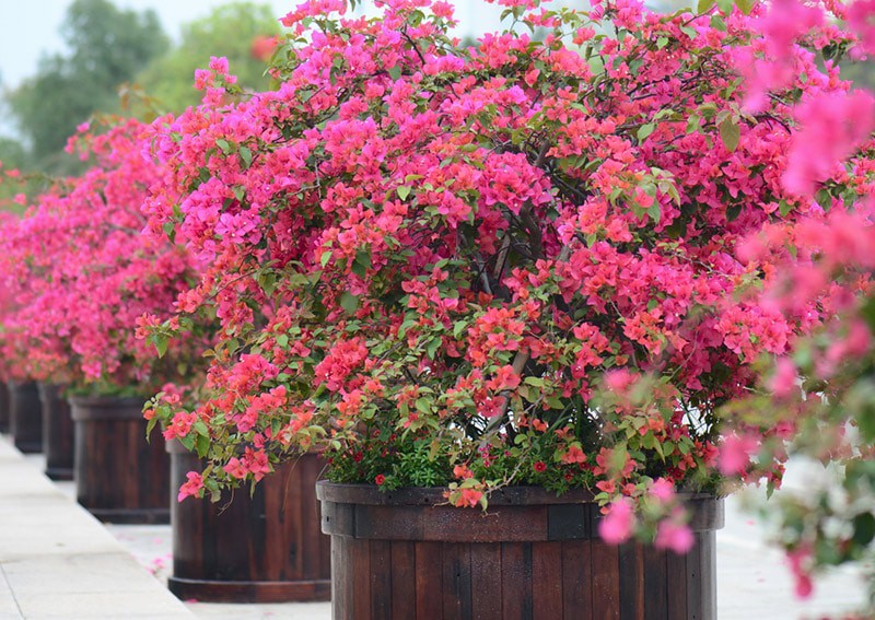 best-potted-plants-deck-patio-bougainvillea